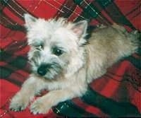 Madison the Cairn Terrier is laying on a sheet that has a pattern like a kilt