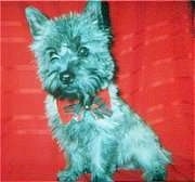 Winston the Cairn Terrier is sitting on a red backdrop and wearing a bow tie