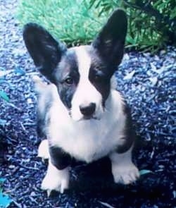 cardigan corgi breeders