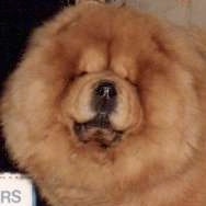 Winston the red Chow Chow is standing next to a person> He has a huge head and small squinty eyes.