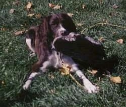 View from the front - A black with white English Springer Spaniel dog is laying in grass and it has a Goose wing in its mouth.