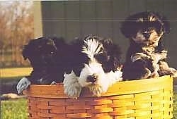 Three Havanese puppies are outside in a wicker basket that looks like a Longaberger with their front paws over the edge.