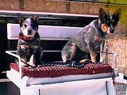 Two Australian Cattle Dogs sitting on a bench in a horse carriage and they are looking forward.