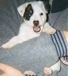 A white with black and tan Parson Russell Terrier puppy is being held in the arm and against the chest of a person in a gray sweater.