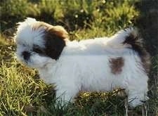 A small, fluffy white with black Lhasa Apso puppy is standing in grass looking at the ground.