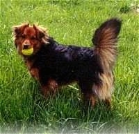 Side view - a medium-haired black with brown Border Collie has a tennis ball in its mouth. It is looking forward. Its ears and tail are fluffed out and its tail is up.