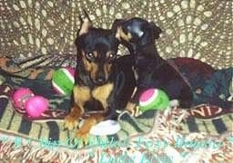 Two black and tan Miniature Pinschers, one Full Grown and another a puppy, are laying on a tan couch on top of a tan and black blanket. There are two green and pink tennis balls around them. The puppy is licking the ear of the adult.
