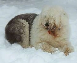 A shaggy grey with tan Old English Sheepdog is laying in snow and it is looking to the left. It has snow on its face and at the bottom of its ears.