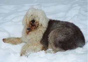 Side view - A shaggy grey with tan Old English Sheepdog is laying in snow looking forward. There is snow on its mouth.