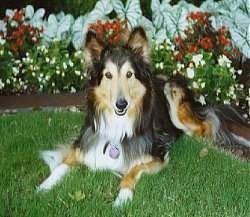 A black with tan and white Shetland Sheepdog is laying in grass in front of a flower bed.
