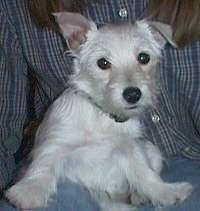 A West Highland White Terrier puppy is sitting in a persons lap and looking forward. One of its ears is flopped over and the other ear is standing up.