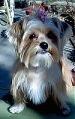 View from the front - a small breed, longhaired, tan Yorkie mix is sitting on a porch and it is looking up. It is wearing a pink flower on its head.