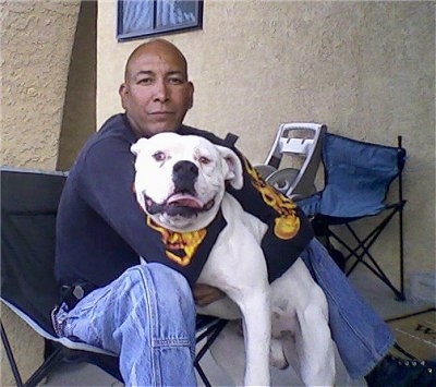 A white American Bulldog is being held in the arms of a person, that is sitting on a chair on a porch.