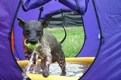 A gray with white American Hairless Terrier is running through a tunnel full of water with a toy ball in its mouth
