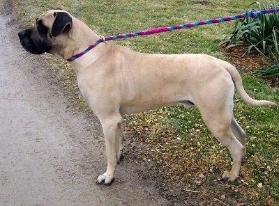 Alangu Mastiff Pics