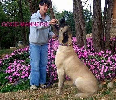 American Mastiff Dogs on Gideon A Three Year Old American Mastiff Male Fawn Coat