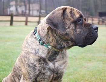 brindle coat