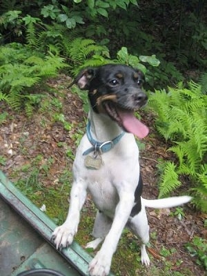 A tricolor white with tan and black Mountain Feist dog is jumped up against a green surface looking to the right. Its mouth is open and tongue is out.