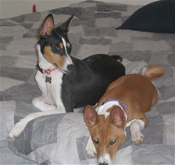 Gunther and Pumpkin the Basenji laying on a bed