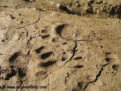 Bear Paw Prints in the mud.