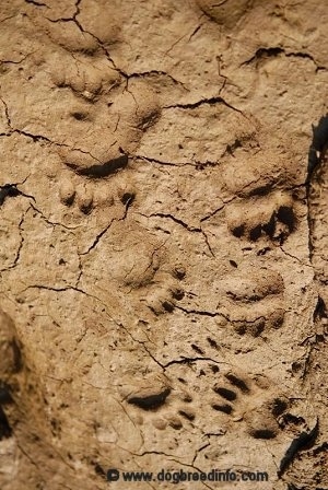 Multiple Bears Paw Prints in the mud.