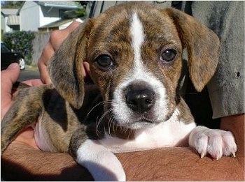 Close Up - Cash the Boglen Terrier puppy laying in the arms of a person