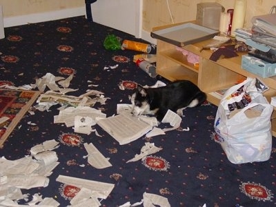 Loui the Border Collie Puppy is laying down and Destroying the Telephone book on a carpet and leaving newspapers everywhere