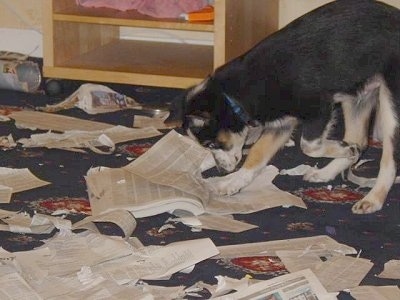 Loui the Border Collie Puppy is actively Destroying a Telephone book on a carpet