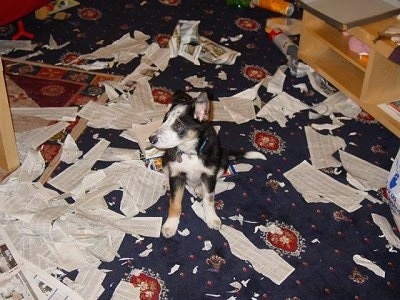 Loui the Border Collie Puppy is sitting on a carpet and looking to the left. There is a newspaper torn apart all over the carpet