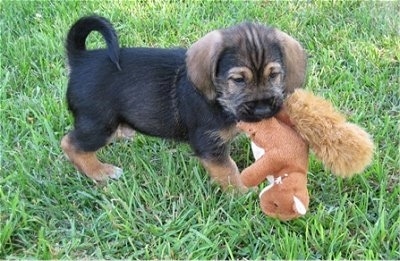 The right side of a black with tan Bowser puppy that has a plush squirrel toy in its mouth.