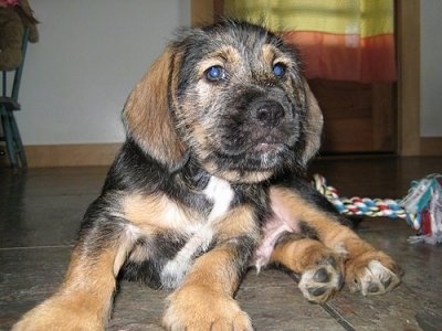 Close up - A black and brown Bowzer puppy that is laying on a tiled floor with a rope toy behind it and it is looking forward.