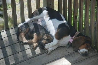 The front right side of a Bowzer Puppy and a Basset Hound that are sleeping together on a wooden deck.