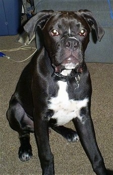 Close Up - Moose the Boxador puppy at 6 months old sitting on a carpet with a couch in the background