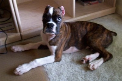 Bizmark the Boxer puppy laying in front of a wooden floor shelf cabinet