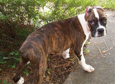 Bizmark the Boxer puppy with very short cropped ears standing outside near a bush and looking back at the camera holder