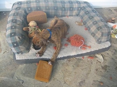 Bruno the Boxer puppy chewing sponges