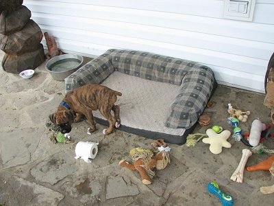 Bruno the Boxer Puppy looking guilty as he chews toilet paper