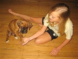 Bruno the Boxer puppy puts his paw in Amies hand