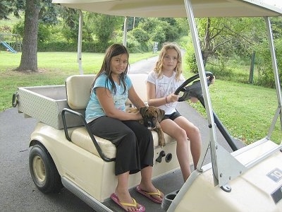 Bruno the Boxer puppy laying down in between Sara and Lindsey on a Golf Cart