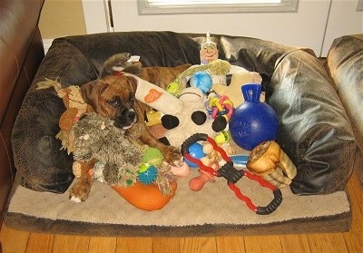  Toys on Think Bruno Needs More Toys    Spoiled   Bruno   Naaaa    Never