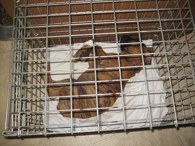 Bruno the Boxer Puppy laying in a small crate