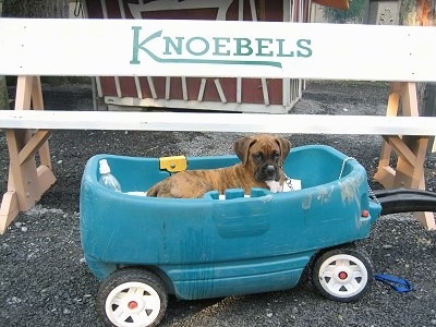 Bruno the Boxer Puppy laying in a wagon under a bench that has the word 'KNOEBELS' on it