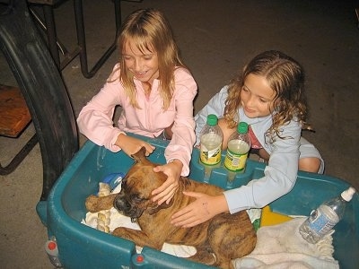 Bruno the Boxer Puppy laying in the wagon being pet by two little girls