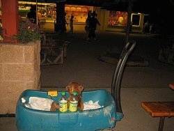 Bruno the Boxer Puppy looking out of the wagon at night