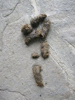 Dog poop on a stone porch