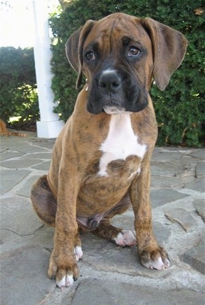 Bruno the Boxer puppy sitting on a stone porch