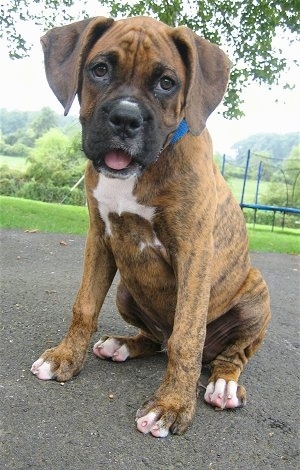 Bruno the Boxer puppy sitting outside with his mouth open