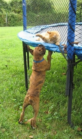 Waffles the Cat pawing at Bruno the Boxer puppy from a trampoline