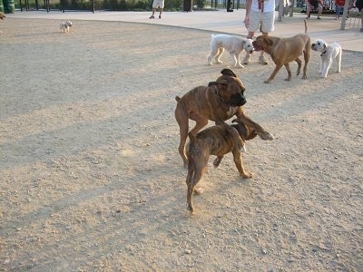 Two brown dogs are playing with each other in the middle of a dirt field. There are three dogs standing behind them.