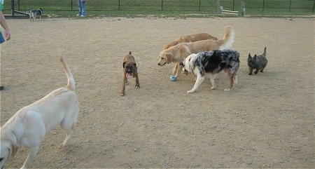 A group of dogs are playing in a dirt field.